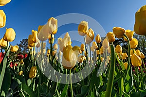 Yellow and Red Tulips From Below Against Clear Blue Sky