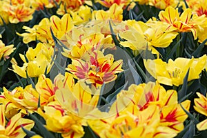 Yellow and red tulips Double Monsella spring flowers gardening. Yellow tulip field