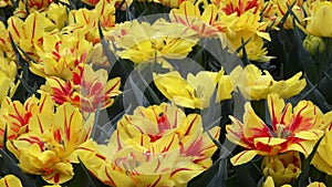 Yellow and red tulips Double Monsella spring flowers gardening. Yellow tulip field