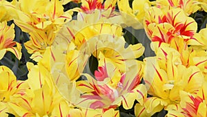 Yellow and red tulips Double Monsella spring flowers gardening. Yellow tulip field