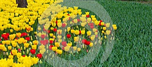 Yellow and red tulips in Emirgan Park, Istanbul, Turkey photo