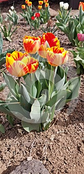 Yellow and red tulips enjoying the Arizonan Spring sunshine.