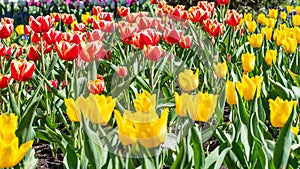Yellow and red tulips in an even row, plantation of spring flowers background backdrop for design. Tulip blossom, sunny natural