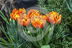 Yellow-red tulips on a flower bed in the garden. Spring. Bloom