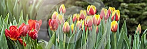 Yellow-red tulips on a flower bed in the garden. Spring. Bloom