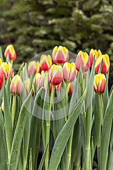 Yellow-red tulips on a flower bed in the garden. Spring. Bloom