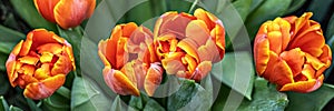 Yellow-red tulips on a flower bed in the garden. Spring. Bloom.Banner