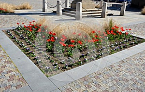 Yellow and red tulips flowers in a curved flowerbed in a square in the street cobblestone gray and brick detail a combination of b