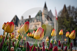 Yellow and red tulips in front of the Fairmont Chateau Laurier, Ottawa, Canada