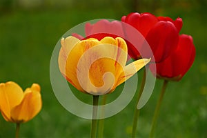 Yellow and red tulips on green background closeup