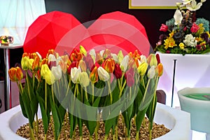 Yellow-red tulips grow in a white plastic flower bed against a background of a red heart