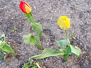 Yellow and red tulips growing on urban wasteland