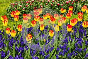 Yellow-red tulips in Keukenhof flower garden-park, Netherlands,