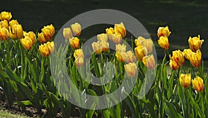 Yellow and Red Tulips with the natural