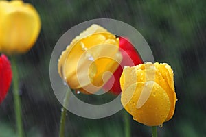 Yellow and red tulips in the rain with DOF on lower right yellow tulip