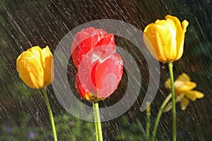 Yellow and red tulips in the rain with DOF on lower right yellow tulip