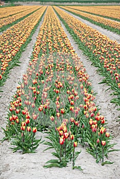 Yellow red Tulips in rows in Holland.