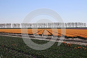 yellow red tulips in rows in a long flower field in Oude-Tonge o photo