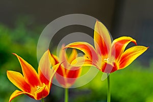 Yellow red tulips of an unusual rare variety. Open flower buds. Spring flower background. Petal flora nature. Blooming