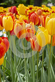 Yellow red varietal group tulips, background wallpaper vertical photo, close-up. Beautiful large flowers strict tulips