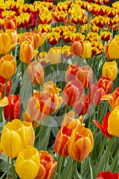 Yellow red varietal tulips, background wallpaper vertical photo. Beautiful flowers tulips smooth heads of flowers petals leaves