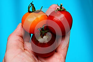Yellow and red wet tomatoes on the palm of the hand on a blue background