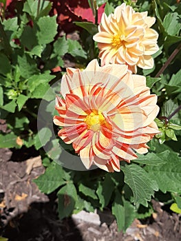 Yellow and Red Wildfowers Found in Ohio