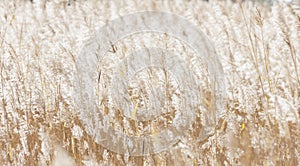 yellow reed background