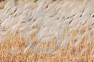 yellow reed background