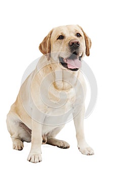 Yellow Retriever Labrador Dog