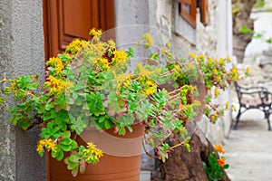 Yellow Rhodiola