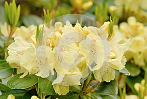 Yellow rhododendron