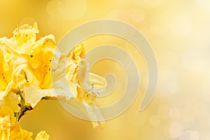 Yellow rhododendron azalea