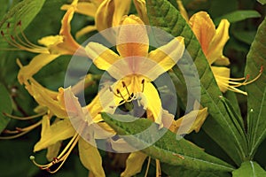 Yellow rhododendron bush flower in summer garden