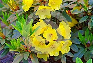Yellow Rhododendron cultivar Golden Everest plant