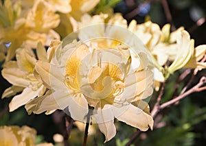 Yellow rhododendron flower. Exotic flower.