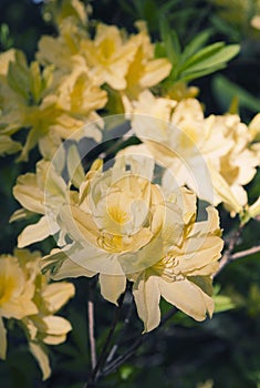 Yellow rhododendron flower. Exotic flower.