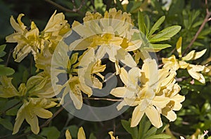 Yellow rhododendron flower. Exotic flower.