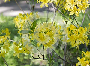 Yellow rhododendron flower. Exotic flower.