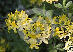 Yellow rhododendron flower. Exotic flower.