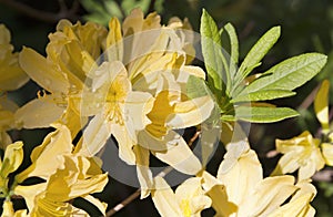 Yellow rhododendron flower. Exotic flower.