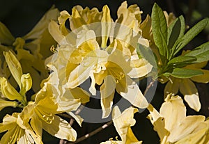 Yellow rhododendron flower. Exotic flower.