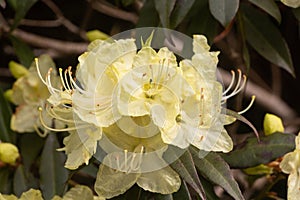 Yellow rhododendron flowers in a garden