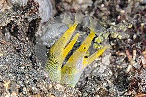 Yellow Ribbon eel