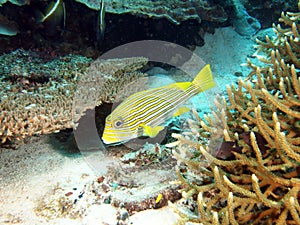 Yellow Ribbon Sweetlips Fish