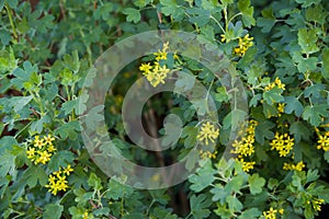 yellow Ribes aureum flower blooming