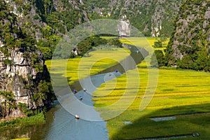 Yellow rice field on Ngo Dong river in Tam Coc Bich Dong from mountain top view in Ninh Binh, Viet Nam