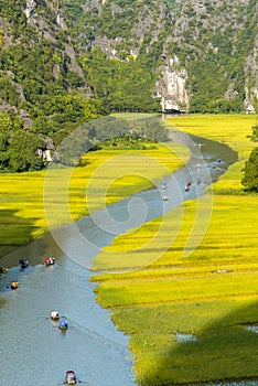 Yellow rice field on Ngo Dong river in Tam Coc Bich Dong from mountain top view in Ninh Binh, Viet Nam