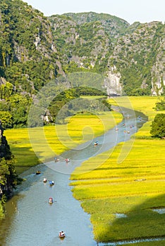 Yellow rice field on Ngo Dong river in Tam Coc Bich Dong from mountain top view in Ninh Binh, Viet Nam