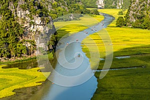 Yellow rice field on Ngo Dong river in Tam Coc Bich Dong from mountain top view in Ninh Binh, Viet Nam